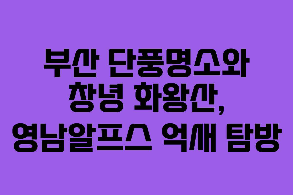 부산 단풍명소와 창녕 화왕산, 영남알프스 억새 탐방