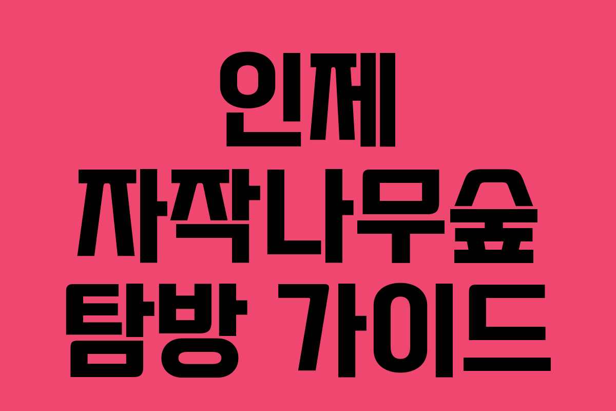 인제 자작나무숲 탐방 가이드