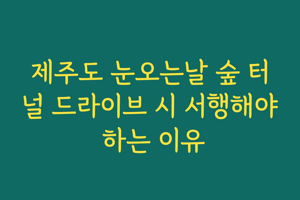 제주도 눈오는날 숲 터널 드라이브 시 서행해야 하는 이유