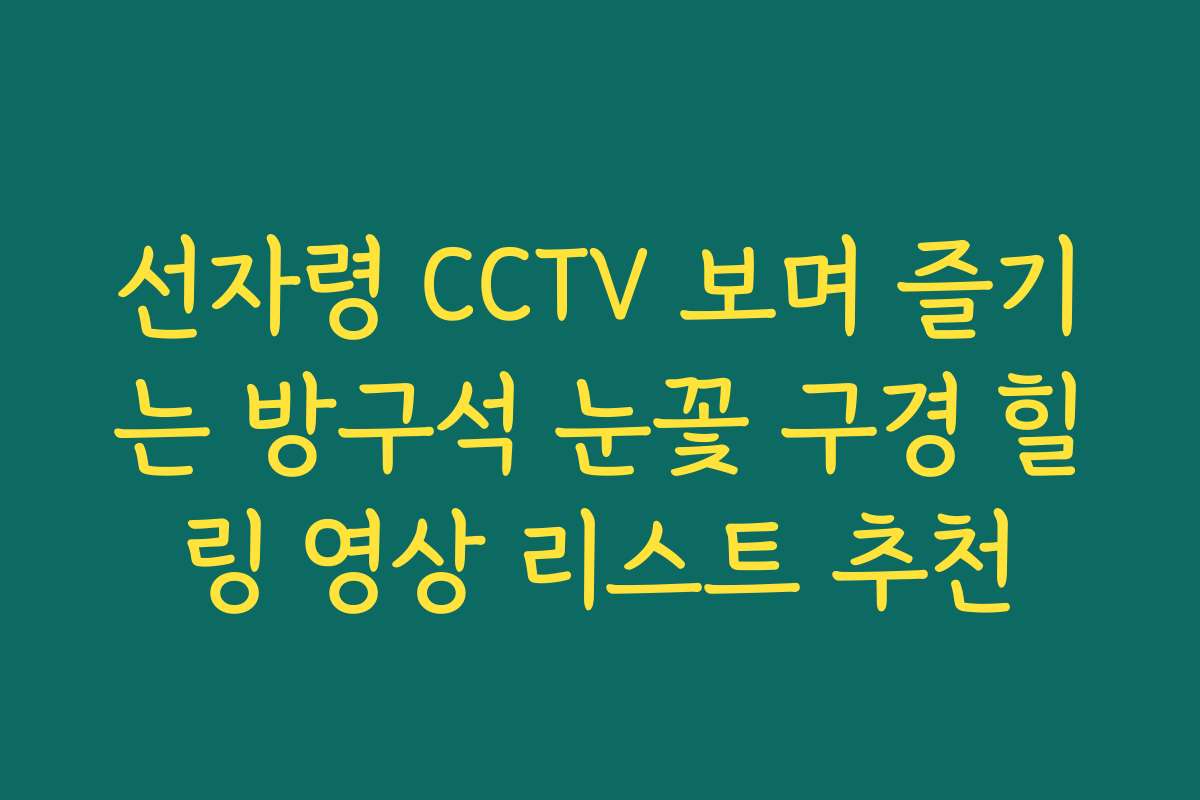 선자령 CCTV 보며 즐기는 방구석 눈꽃 구경 힐링 영상 리스트 추천
