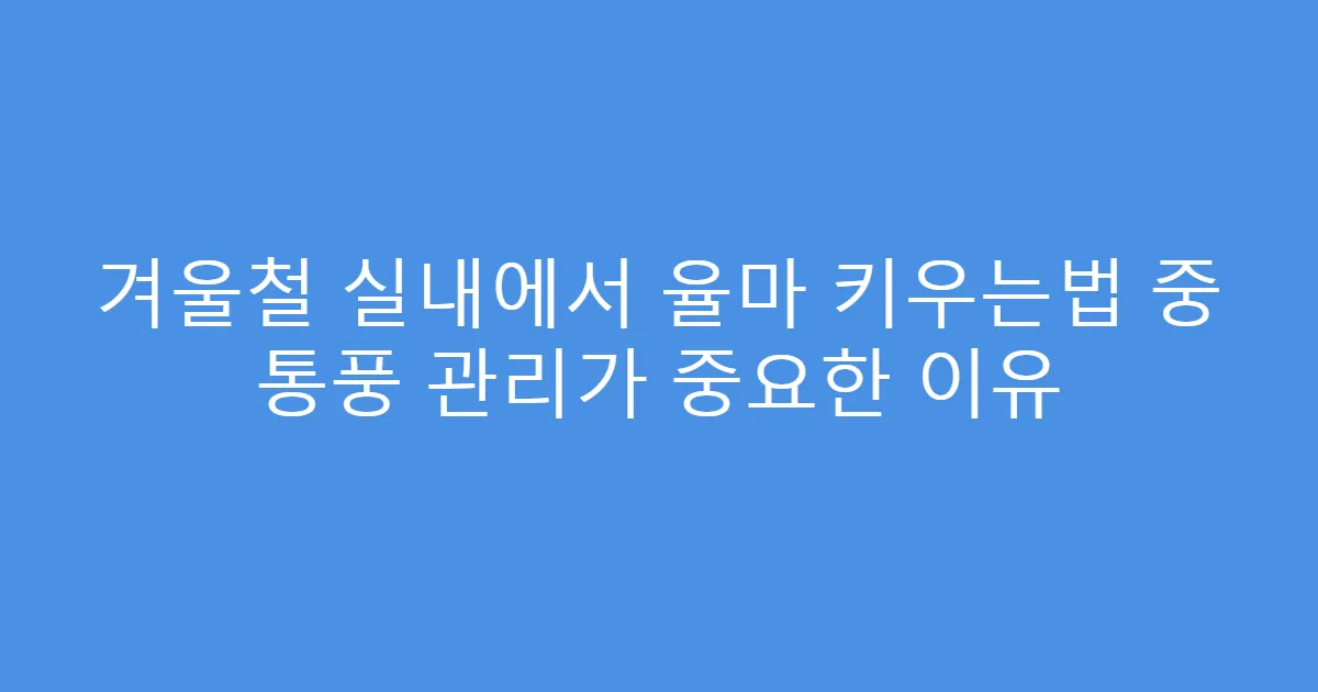 겨울철 실내에서 율마 키우는법 중 통풍 관리가 중요한 이유