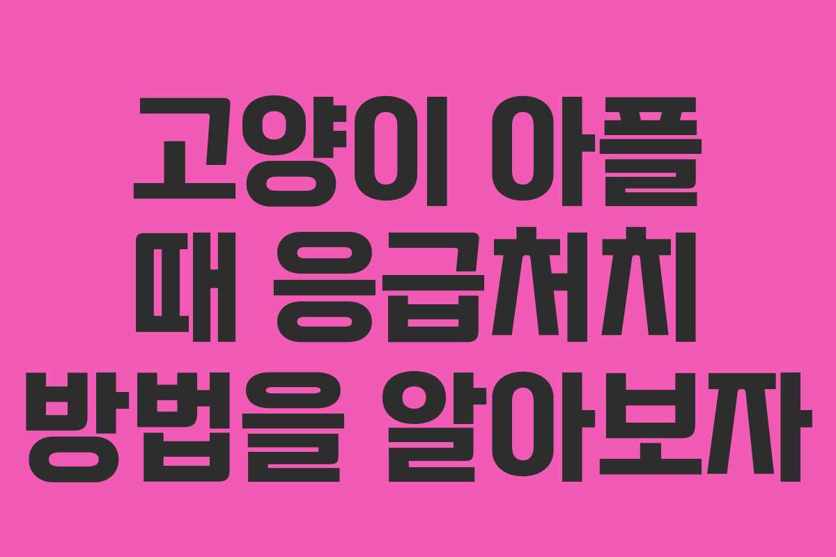 고양이 아플 때 응급처치 방법을 알아보자