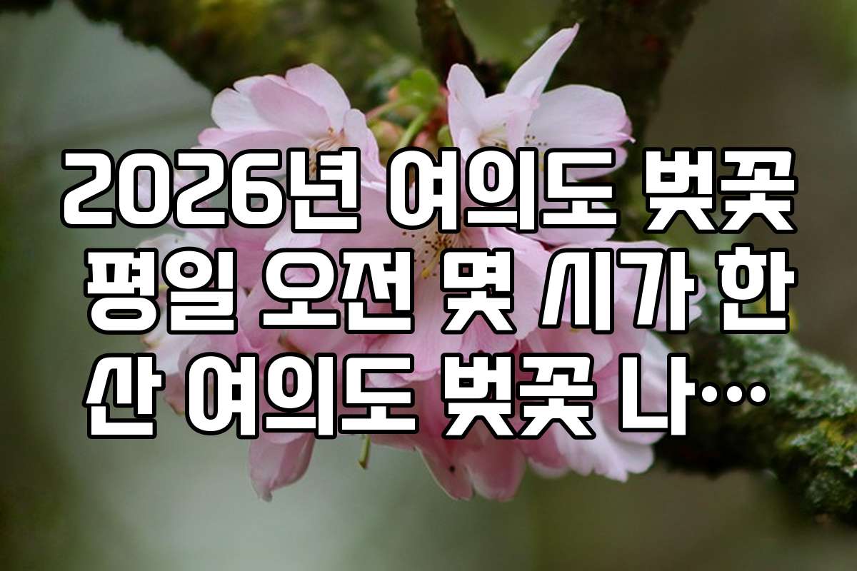 2026년 여의도 벚꽃 평일 오전 몇 시가 한산 여의도 벚꽃 나들이 성공 법