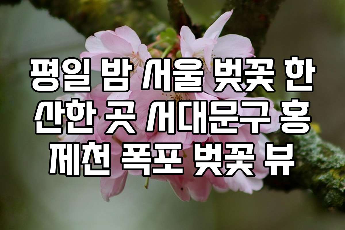 평일 밤 서울 벚꽃 한산한 곳 서대문구 홍제천 폭포 벚꽃 뷰