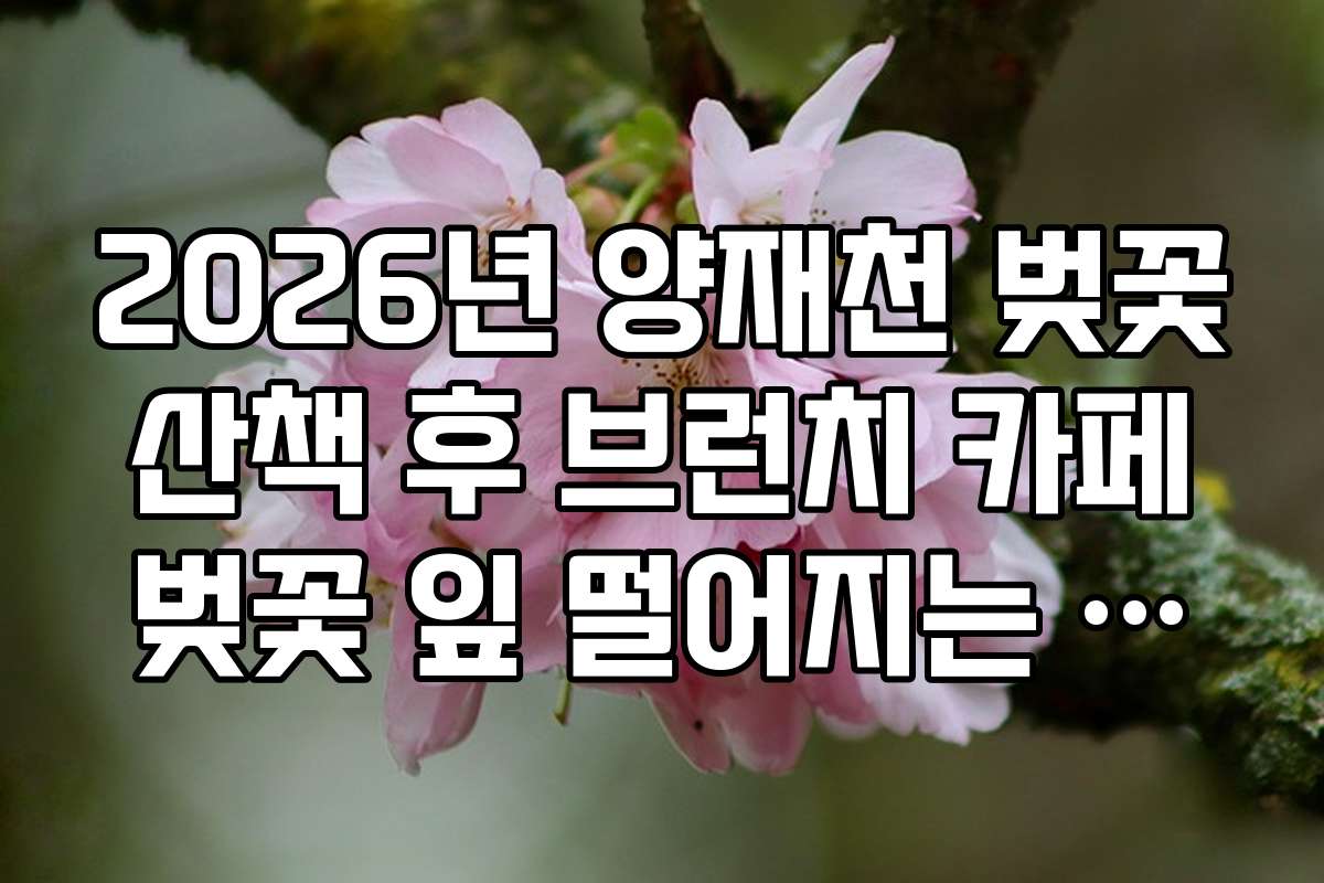 2026년 양재천 벚꽃 산책 후 브런치 카페 벚꽃 잎 떨어지는 야외 테이블
