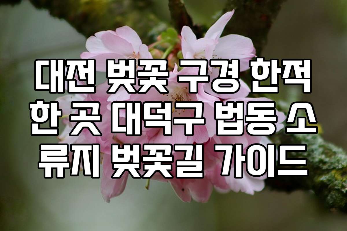 대전 벚꽃 구경 한적한 곳 대덕구 법동 소류지 벚꽃길 가이드