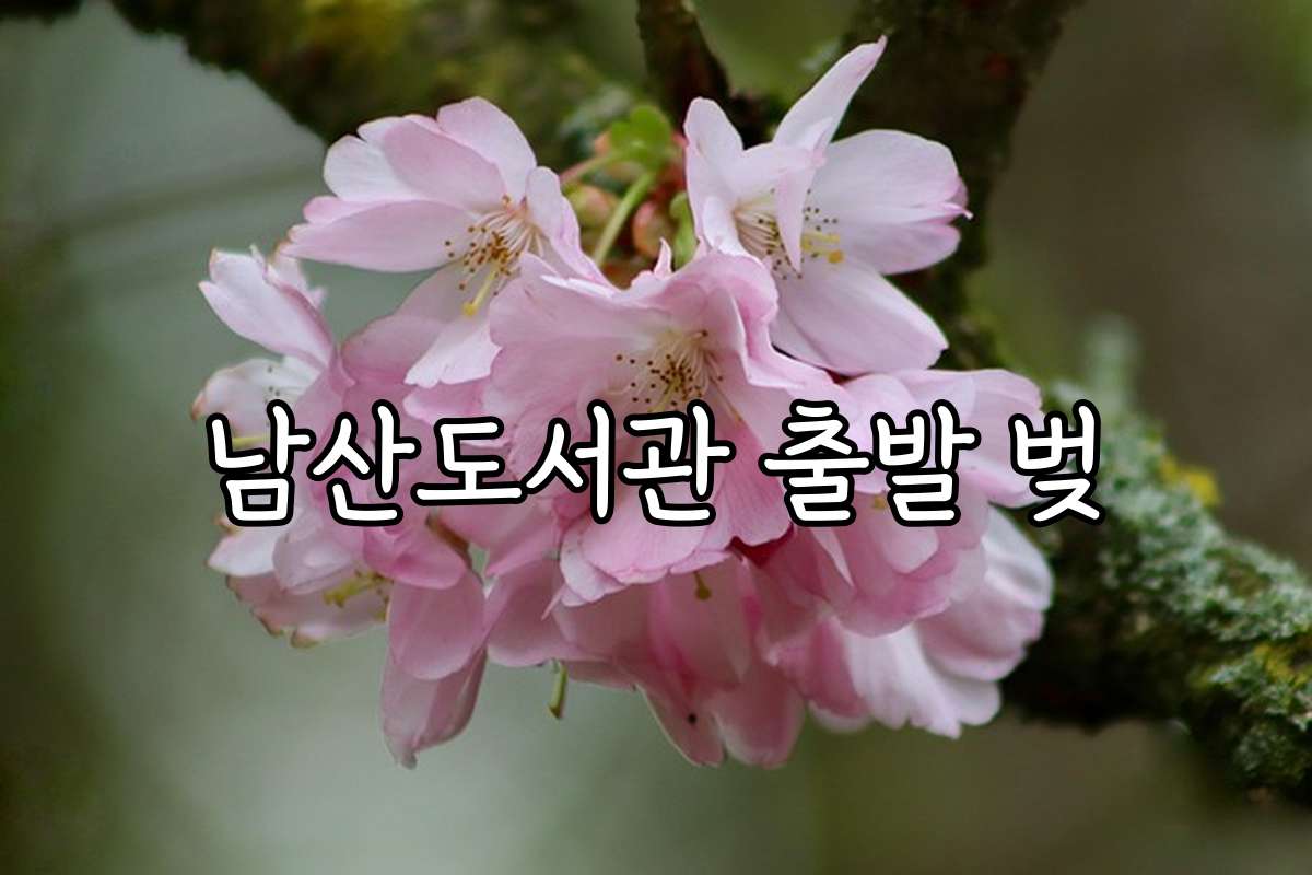 남산도서관 출발 벚