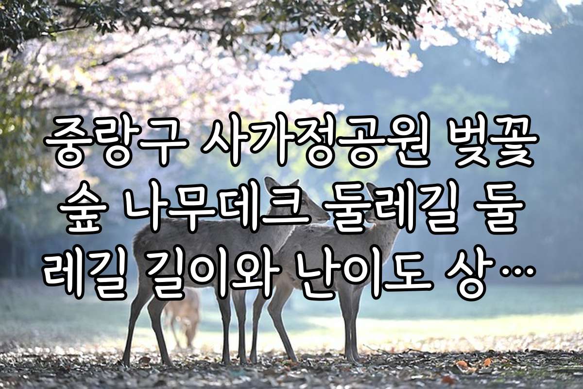 중랑구 사가정공원 벚꽃숲 나무데크 둘레길 둘레길 길이와 난이도 상세 안내