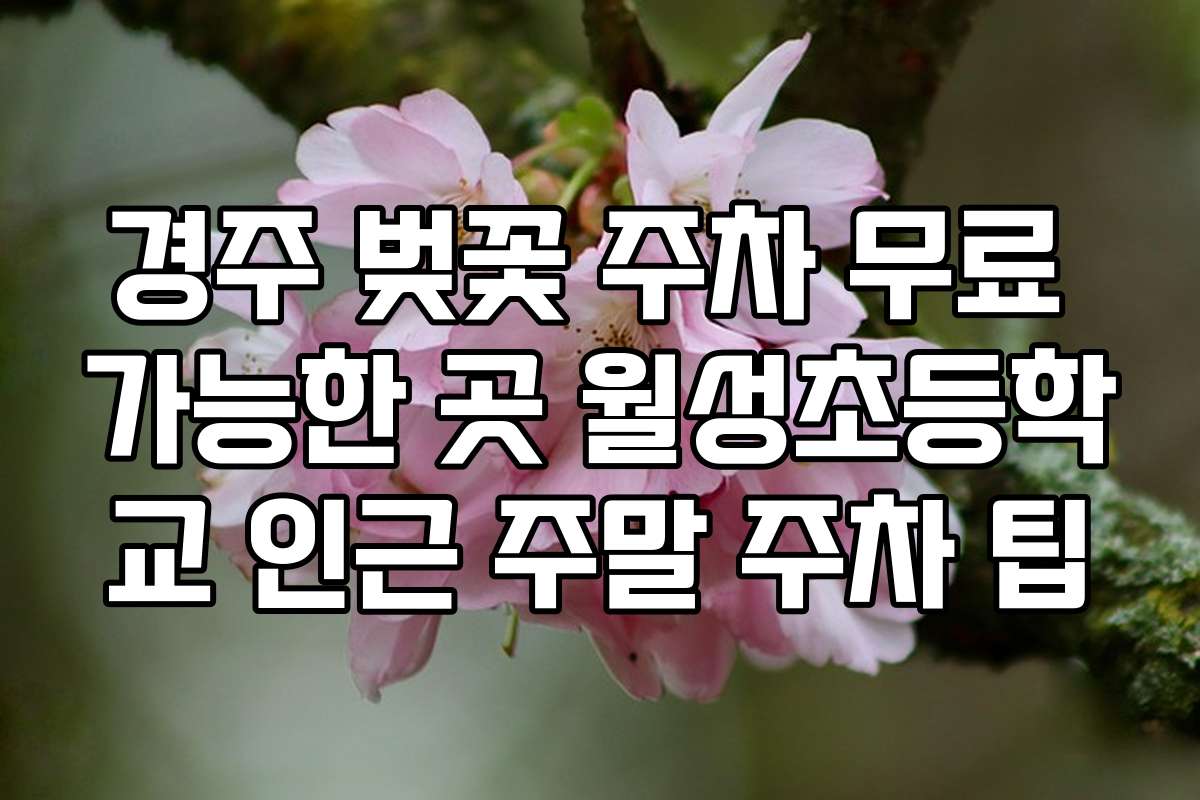 경주 벚꽃 주차 무료 가능한 곳 월성초등학교 인근 주말 주차 팁