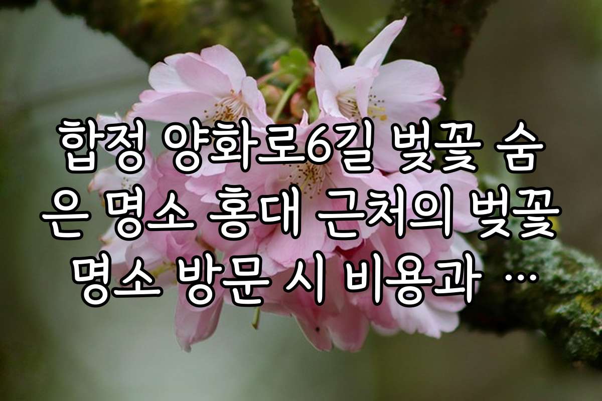합정 양화로6길 벚꽃 숨은 명소 홍대 근처의 벚꽃 명소 방문 시 비용과 예산 안내