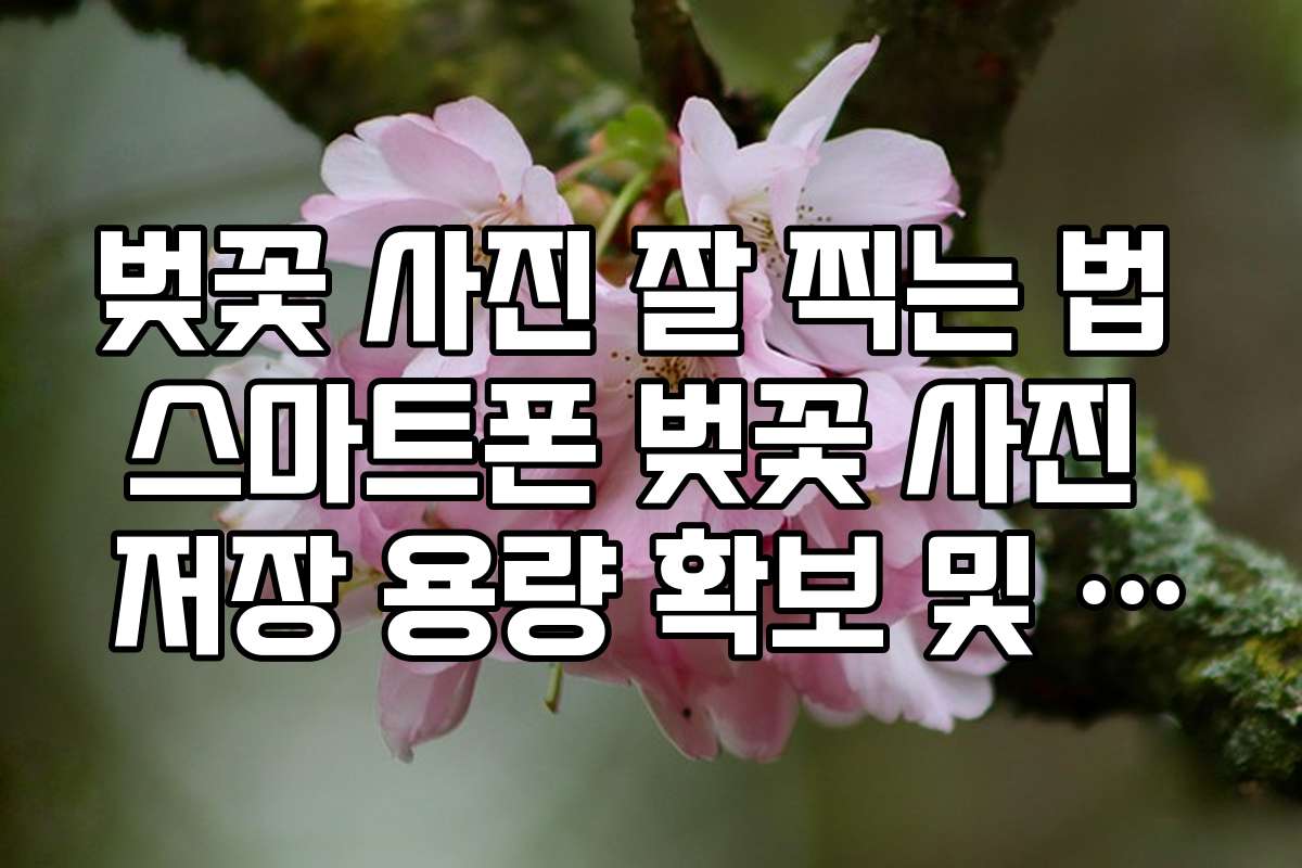 벚꽃 사진 잘 찍는 법 스마트폰 벚꽃 사진 저장 용량 확보 및 클라우드 활용