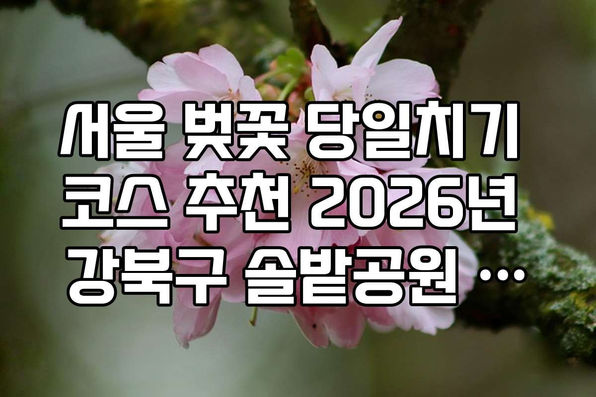 서울 벚꽃 당일치기 코스 추천 2026년 강북구 솔밭공원 벚꽃 나들이 정보
