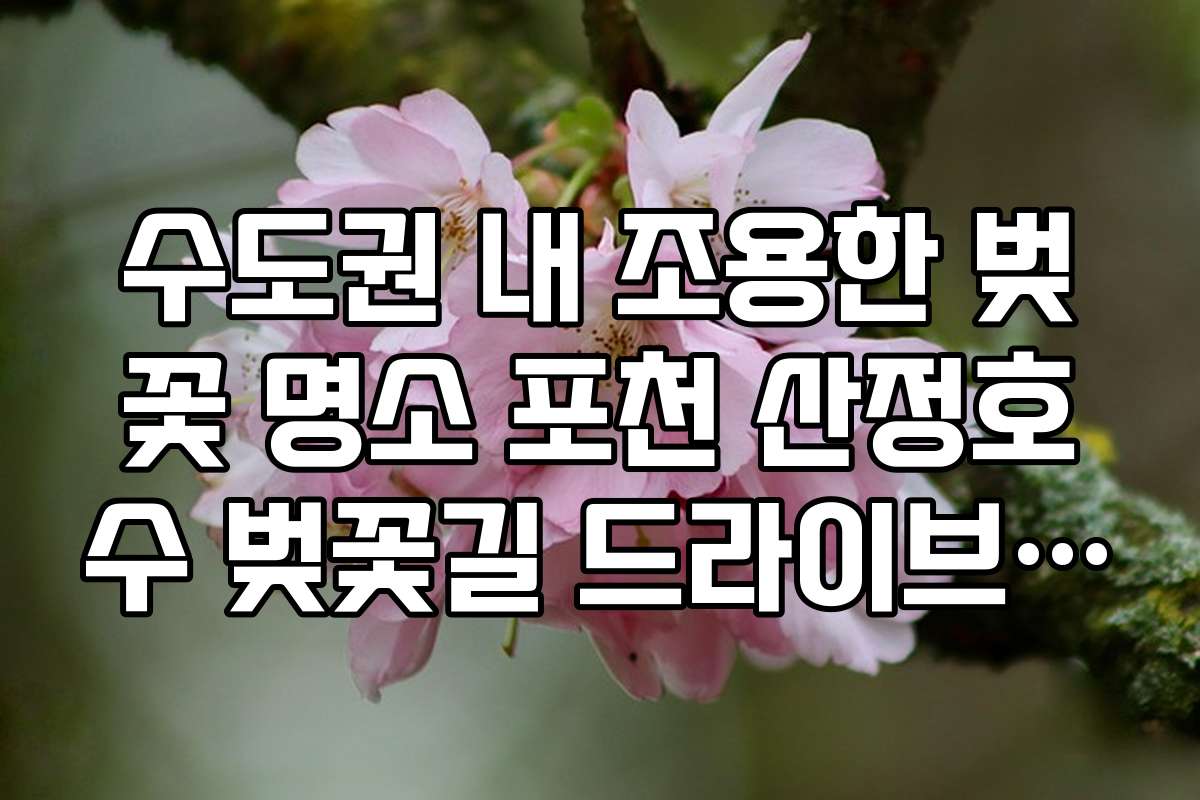 수도권 내 조용한 벚꽃 명소 포천 산정호수 벚꽃길 드라이브 팁