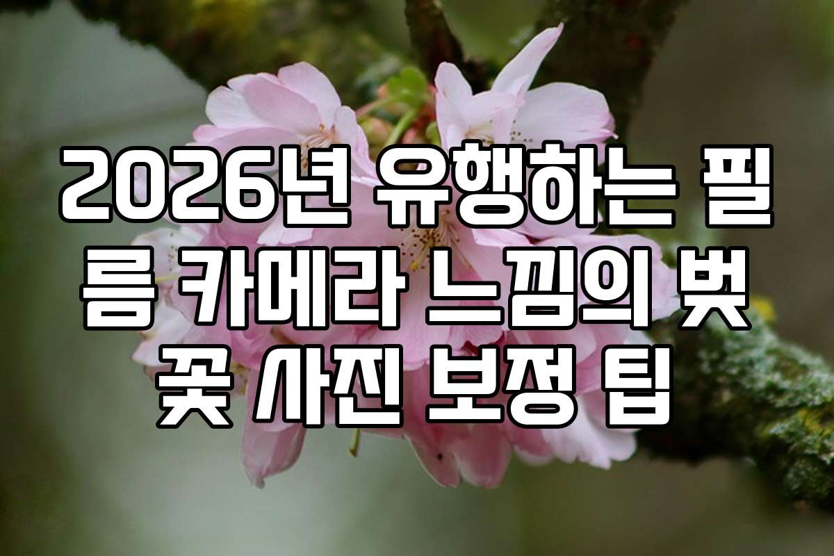 2026년 유행하는 필름 카메라 느낌의 벚꽃 사진 보정 팁