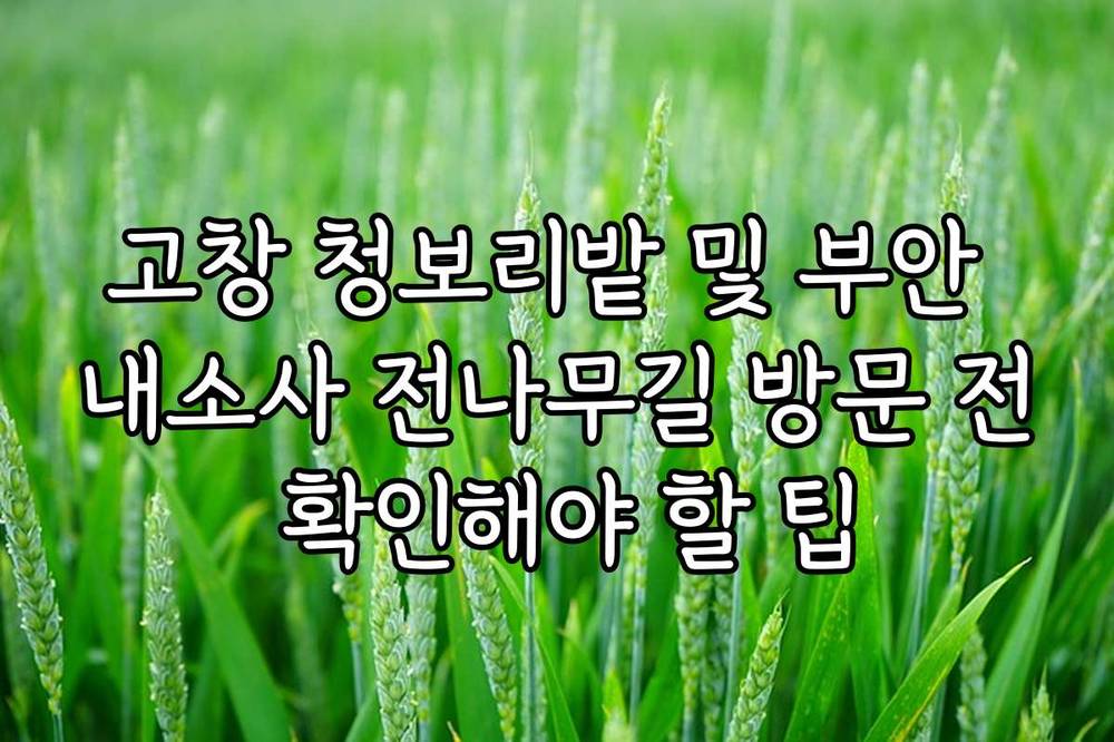 고창 청보리밭 및 부안 내소사 전나무길 방문 전 확인해야 할 팁